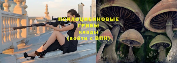 прущие грибы Надым